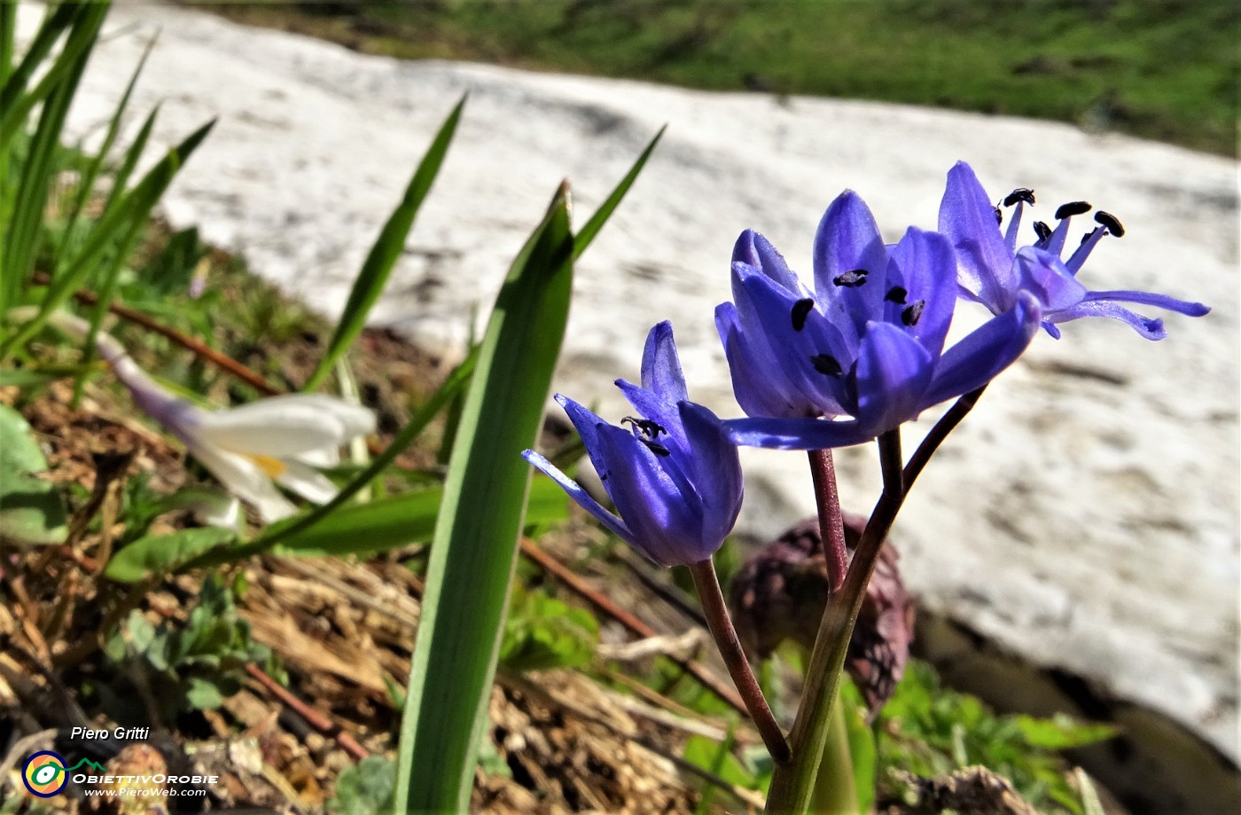 14 Scilla bifolia.JPG